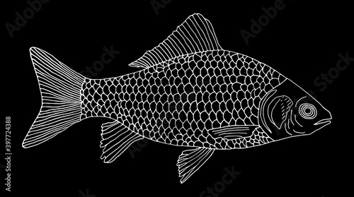 Crucian carp fish hand drawn, white contour on black background. River fish with scale, gills. Vector illustration.
