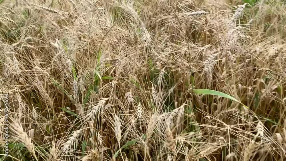 Close-up of a slow-motion flight over a field of ripe wheat on a sunny summer day Close-up of a slow-motion flight over a field of ripe wheat on a sunny summer day