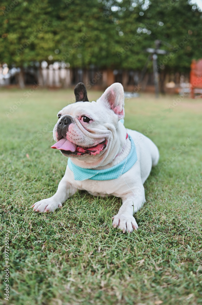 Fototapeta premium Close up portrait of a French bulldog lying on the lawn