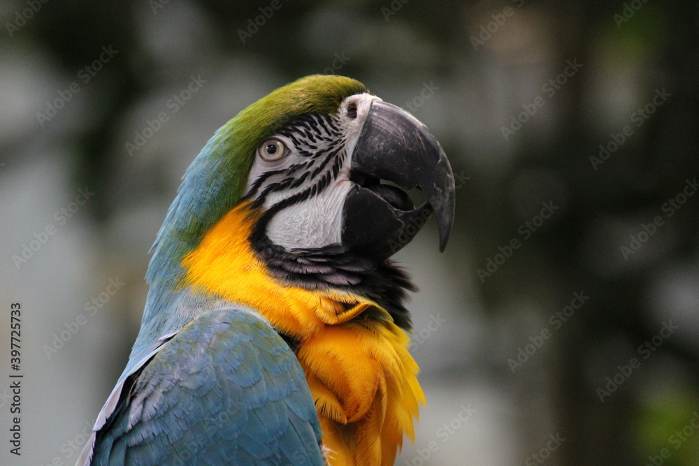 Parrot Parrot