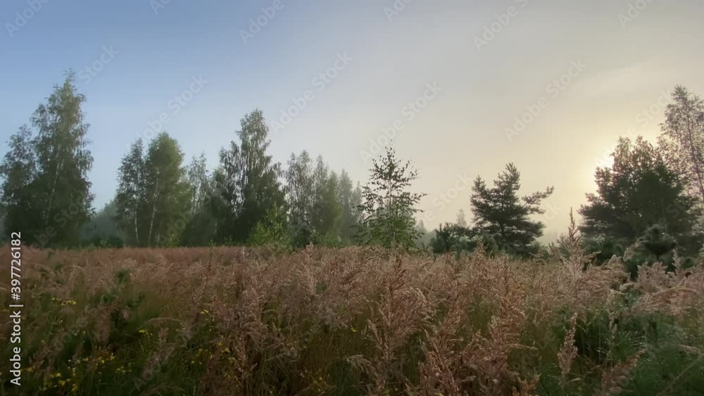 Early foggy summer morning. Nature wakes up, the sun rises from the horizon and illuminates the meadows with fragrant herbs and flowers covered with dew. Green trees stand in silence. Early foggy summer morning. Nature wakes up, the sun rises from the horizon and illuminates the meadows with fragrant herbs and flowers covered with dew. Green trees stand in silence.