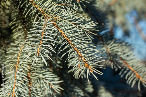 Full frame texture background of blue spruce needle branches with bluish green foliage color, on a beautiful outdoor tree in sunlight