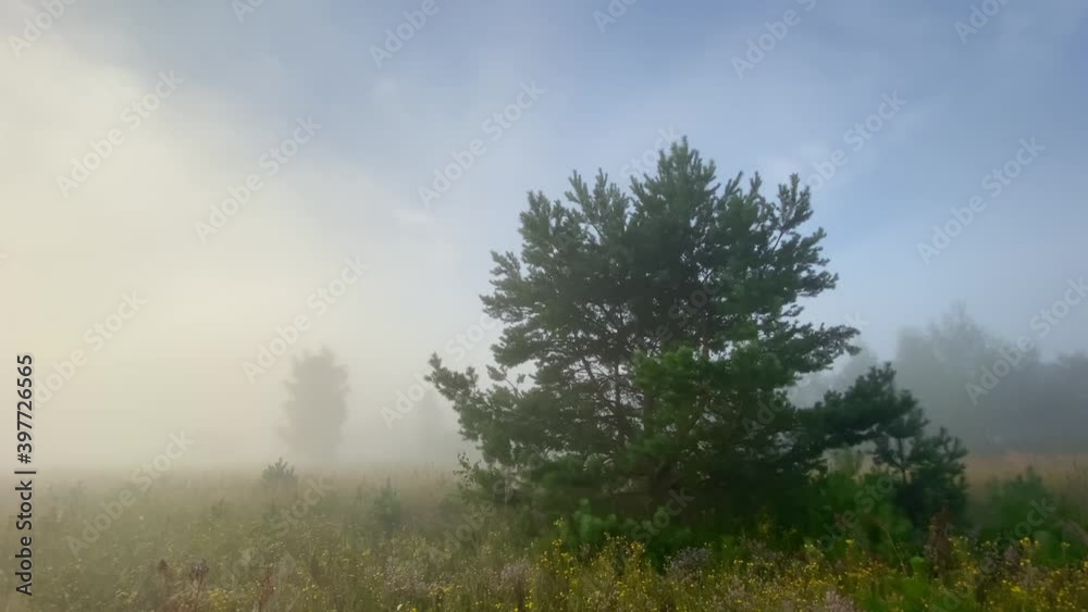 Early foggy summer morning. Nature wakes up, the sun rises from the horizon and illuminates the meadows with fragrant herbs and flowers covered with dew. Green trees stand in silence. Early foggy summer morning. Nature wakes up, the sun rises from the horizon and illuminates the meadows with fragrant herbs and flowers covered with dew. Green trees stand in silence.