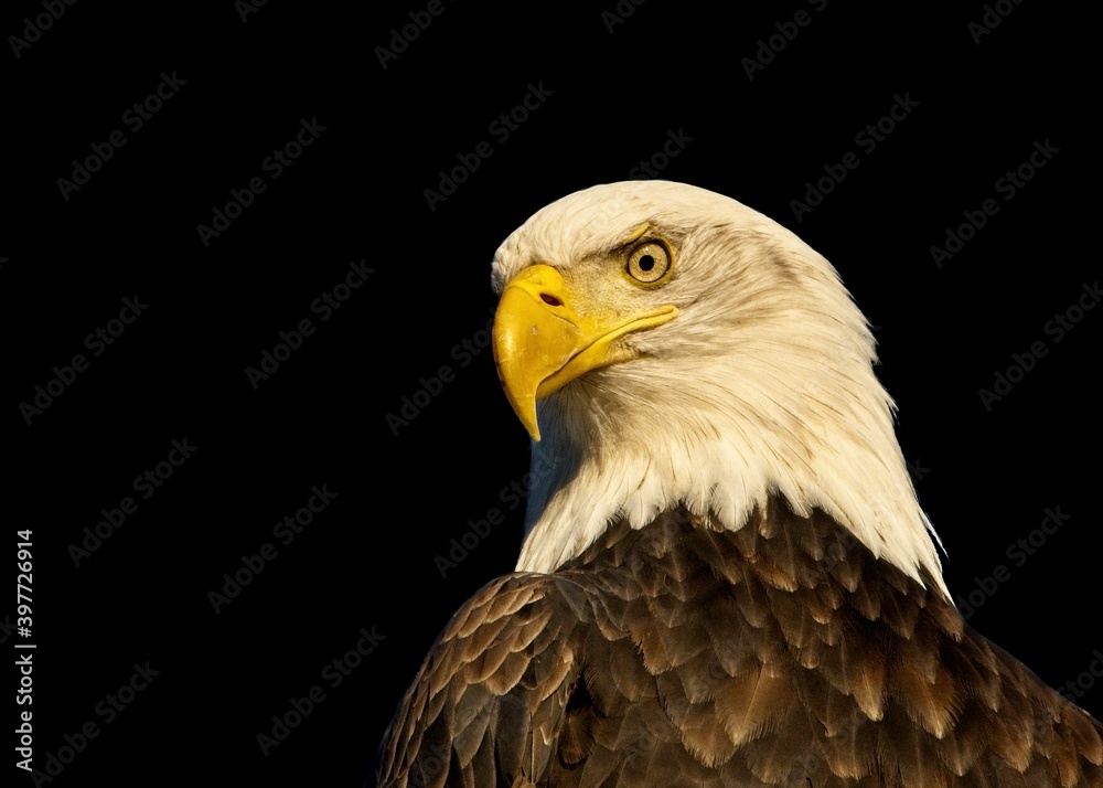 Bald eagle staring in the camera, close-up against black background Bald eagle staring in the camera, close-up against black background