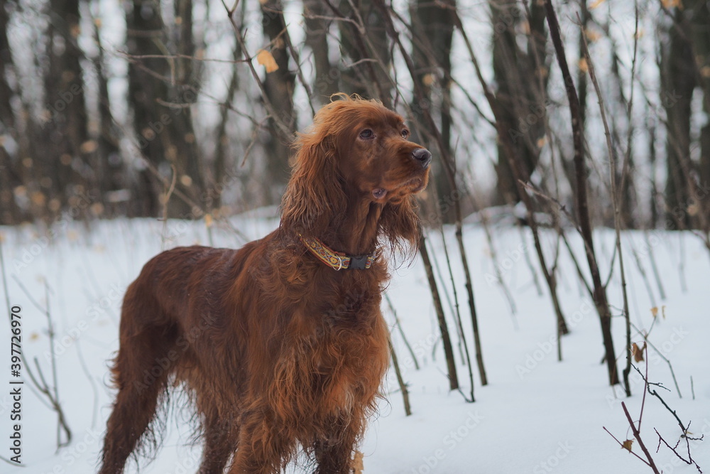 Dog. Red setter in the winter outdoors. High quality photo