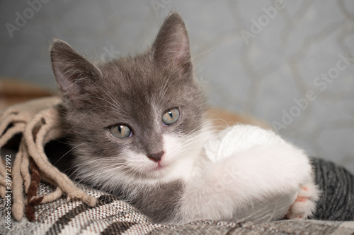 A small cute gray and white kitten lies covered with a plaid blanket next to a ball of knitting thread: a place for text, the kitten looks and holds its paws in a ball, soft focus