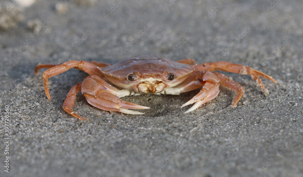 Gemeine Schwimmkrabbe - Flying crab