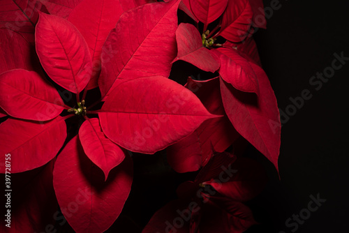 close up of beautiful red poinsettia flower