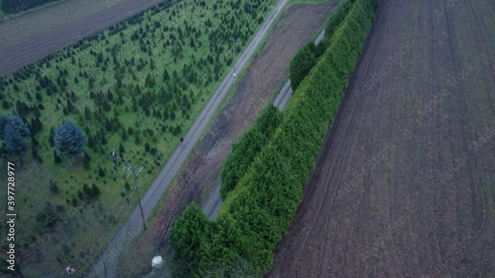 Top down view of the clear field and christmas tree farm in Canada