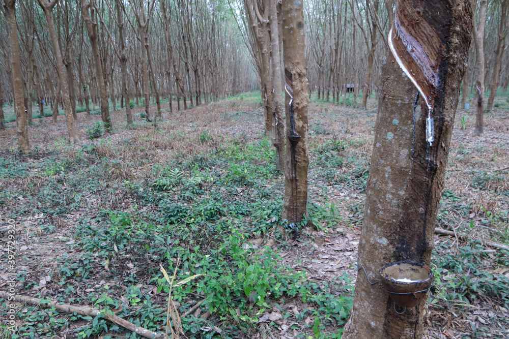 Row of rubber trees in the garden Row of rubber trees in the garden