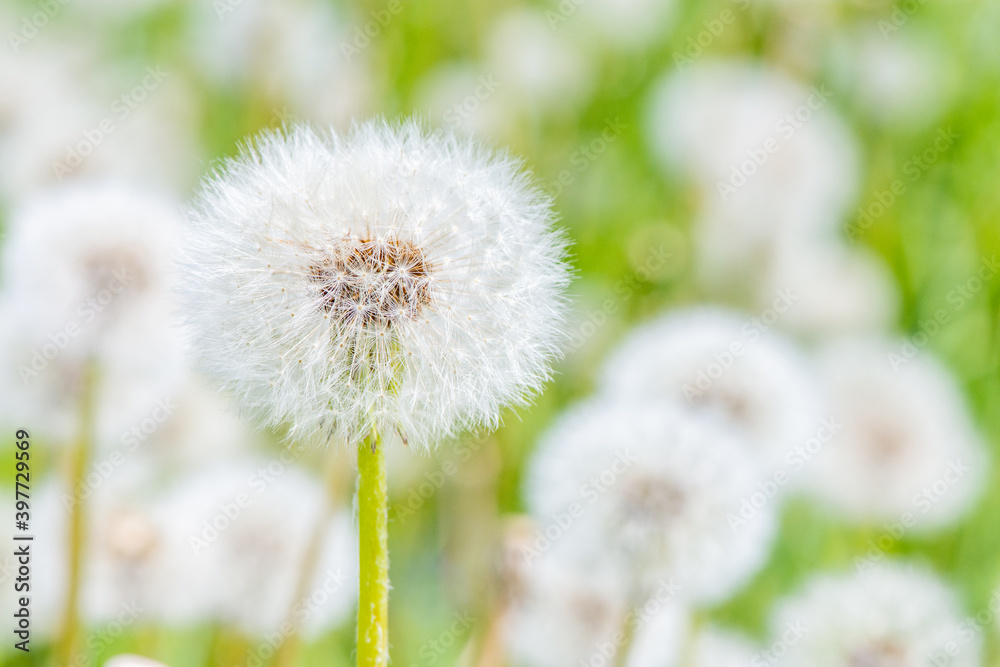 Beautiful white round dandelion close-up in summer with daylight