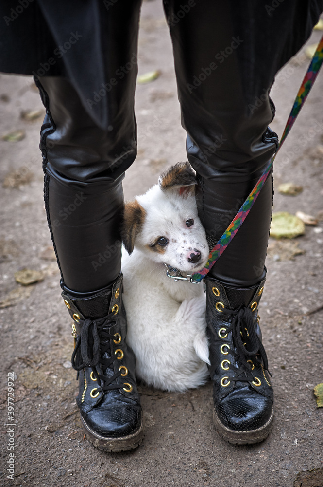 mongrel small dog at the feet of a human on the street