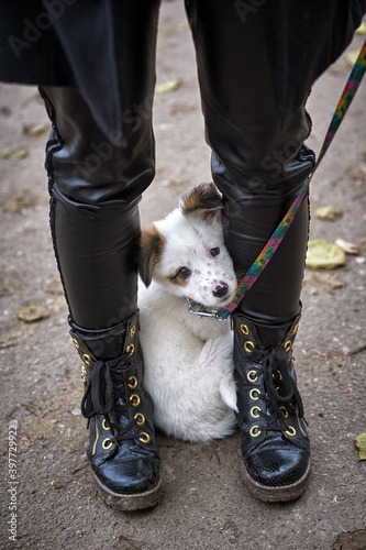 mongrel small dog at the feet of a human on the street