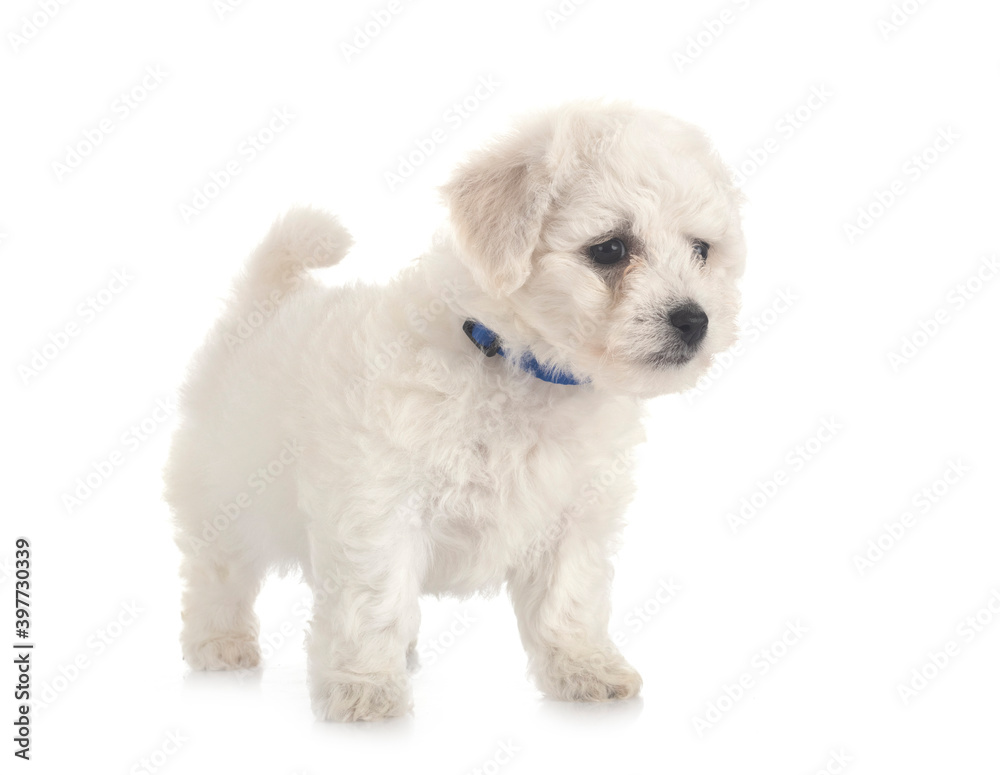 Bichon Frise in studio Bichon Frise in studio
