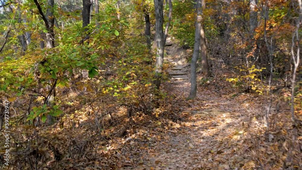 the forest path of autumn the forest path of autumn