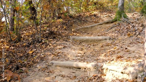 the forest path of autumn