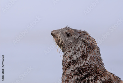 Northern Fur Seal (Callorhinus ursinus) at hauling-out in St. George Island, Pribilof Islands, Alaska, USA photo