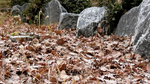 snowy skies and fallen leaves