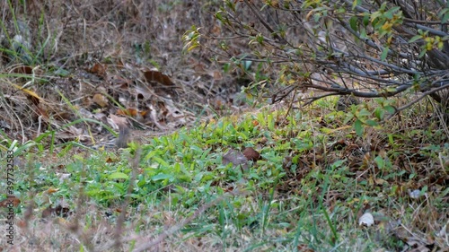 sparrows hiding in the leaves looking for food