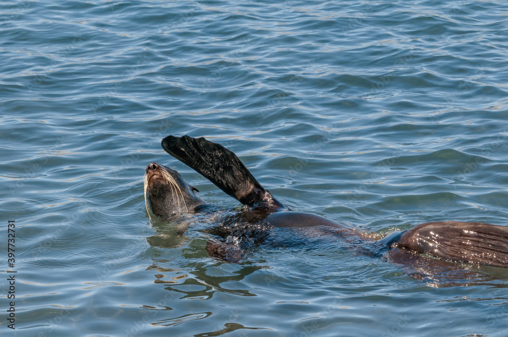 Fototapeta premium Northern Fur Seal (Callorhinus ursinus) at hauling-out in St. George Island, Pribilof Islands, Alaska, USA