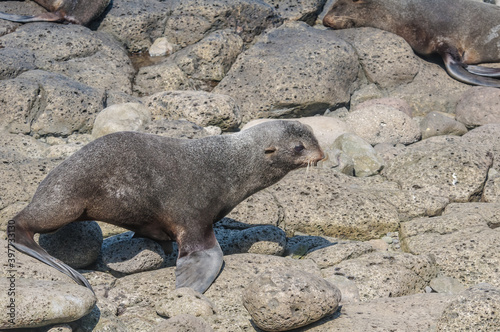 Northern Fur Seal (Callorhinus ursinus) at hauling-out in St. George Island, Pribilof Islands, Alaska, USA