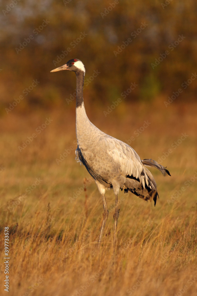 Fototapeta premium The common crane (Grus grus), also known as the Eurasian crane, in the morning sun.