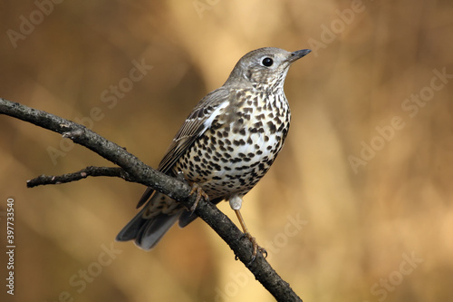 The mistle thrush (Turdus viscivorus) sitting on the branch with a light background. Spotted thrush on a branch.