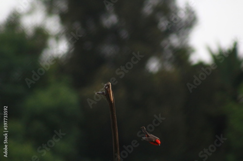 Cardenal