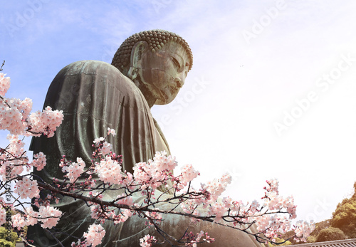 The Great Buddha and sakura flowers  Kotoku-in temple  Japan