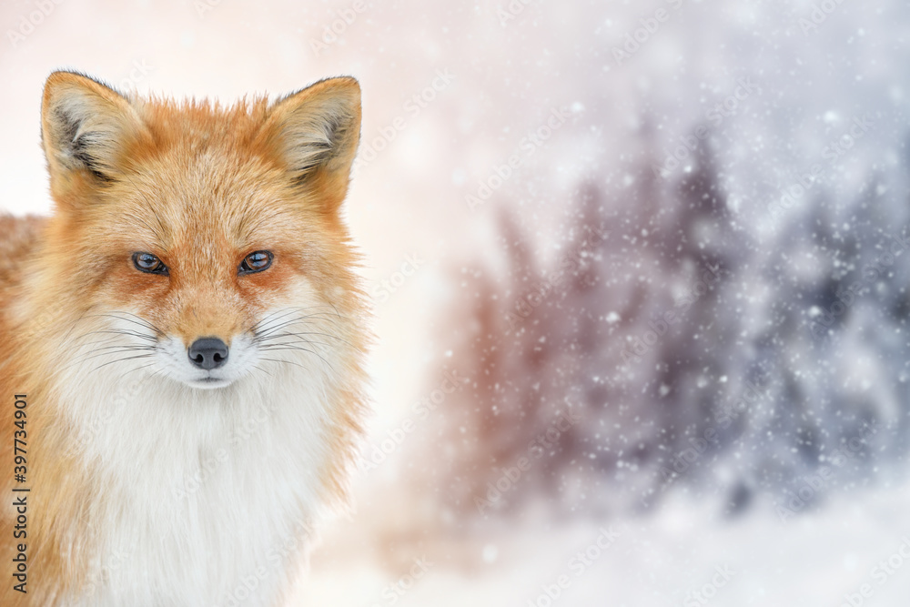 Obraz premium Portrait Red Fox, Vulpes vulpes, beautiful animal on winter background