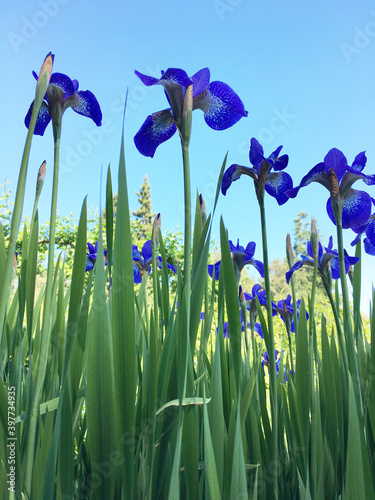 Blue Iris