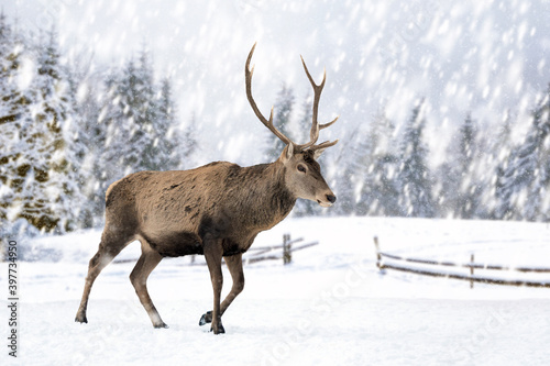 Deer on a winter landscape background with snowfalls
