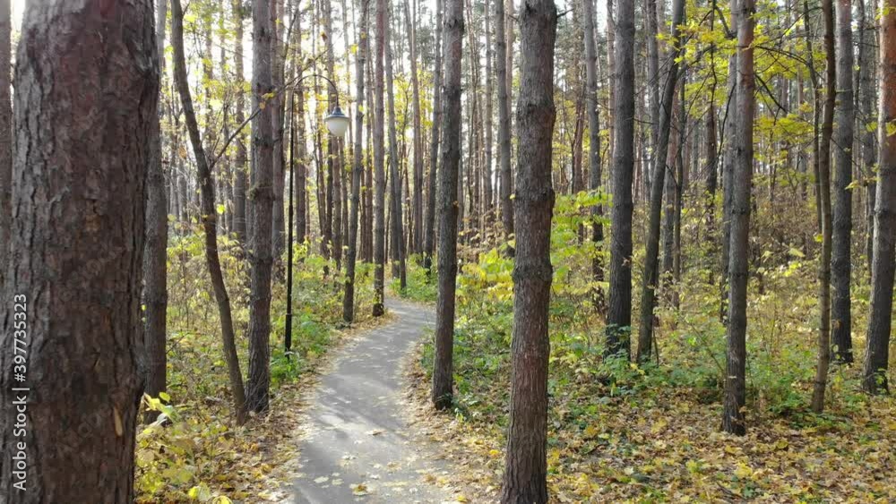 Beautiful trail in the autumn forest or urban park. Smooth movement Beautiful trail in the autumn forest or urban park. Smooth movement