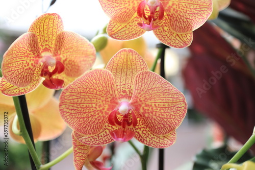 orchids