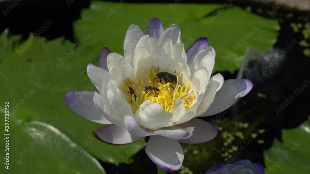 Closeup Single White Nymphaea Water lily or White Lotus Flower with Bee on the lotus lake - Nature footage 4k Closeup Single White Nymphaea Water lily or White Lotus Flower with Bee on the lotus lake - Nature footage 4k