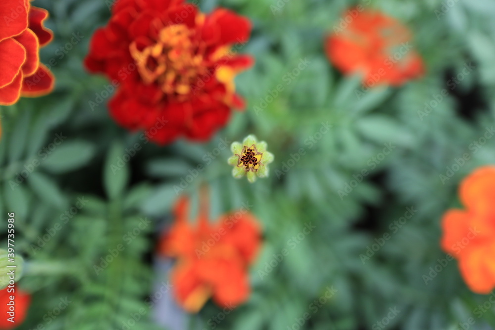 Tagetus patela or French marigold