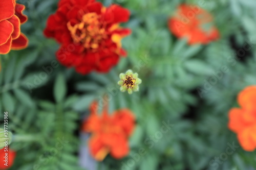 Tagetus patela or French marigold © narayanan