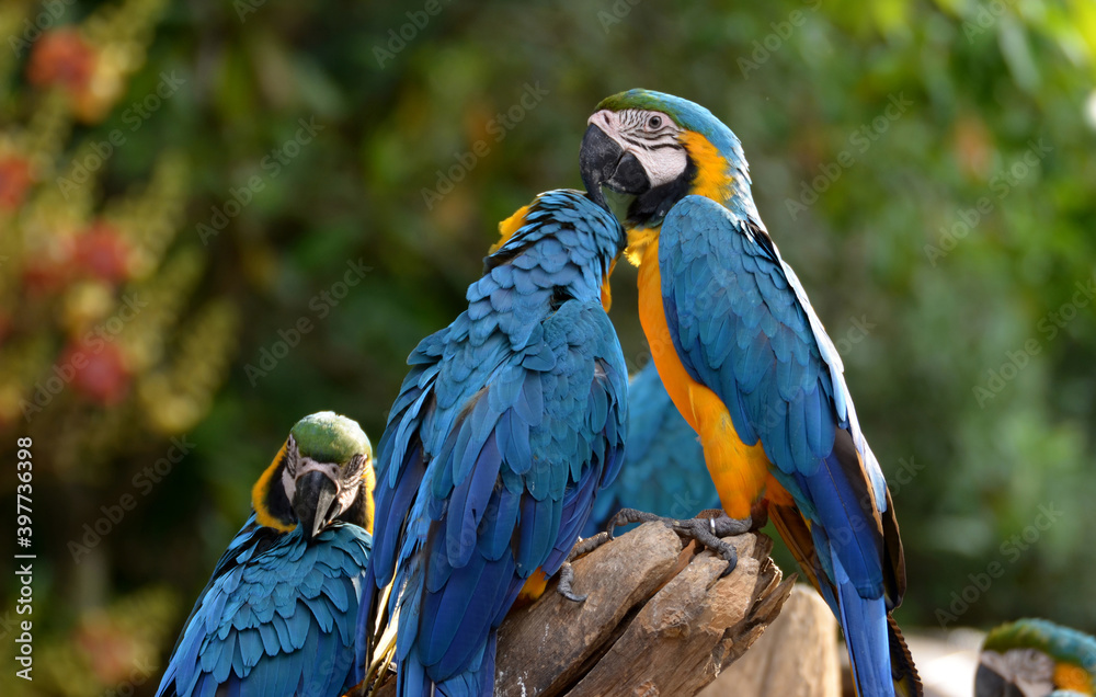 Obraz premium Idyllic Animal Birdwatch safari: Beautiful and curious Blue and Yellow Parrot macaw tropical bird on nature background