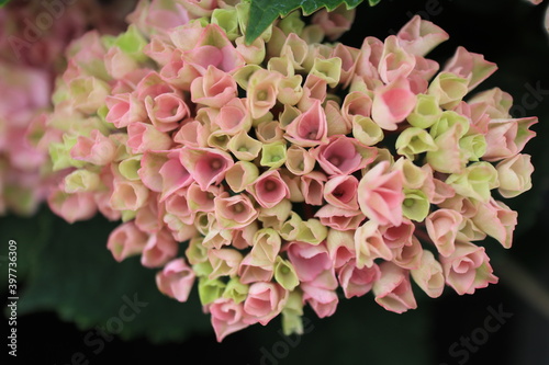Hydrangea, hortensia close up shots