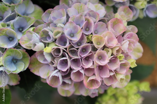 Hydrangea, hortensia close up shots
