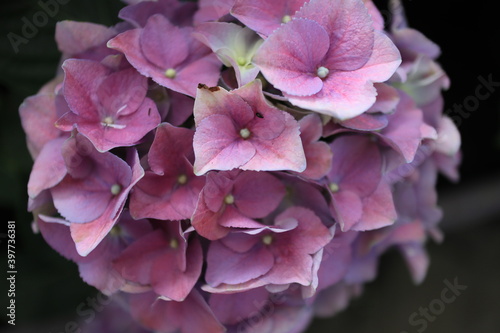 Hydrangea, hortensia close up shots