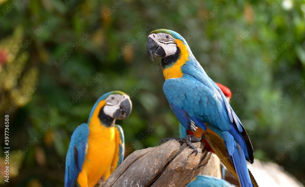 Idyllic Animal Birdwatch safari: Beautiful and curious Blue and Yellow Parrot macaw tropical bird on nature background