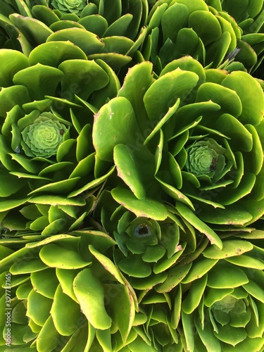cabbage like flower