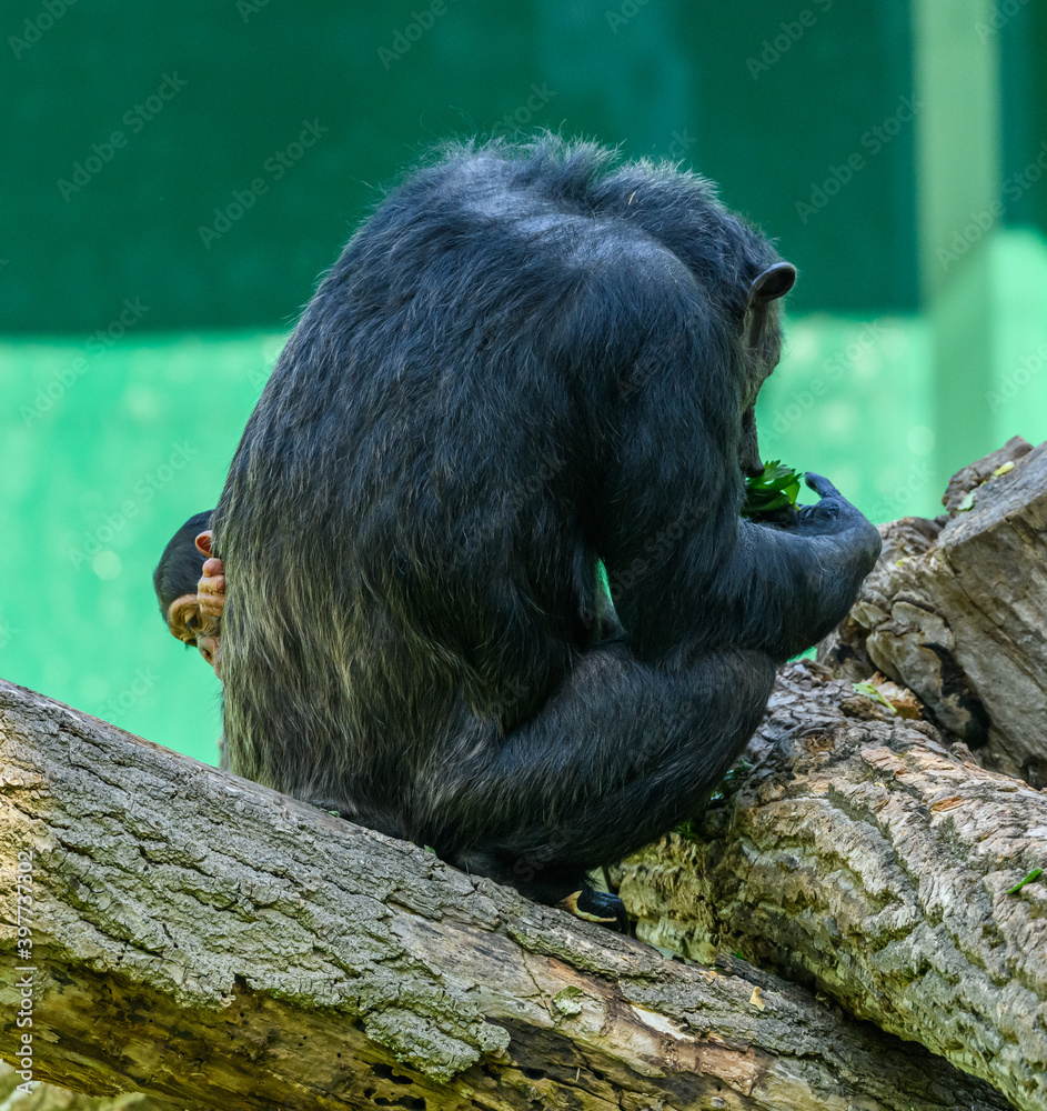 Obraz premium chimpanzee (Pan troglodytes) on a log with baby peaking from behind