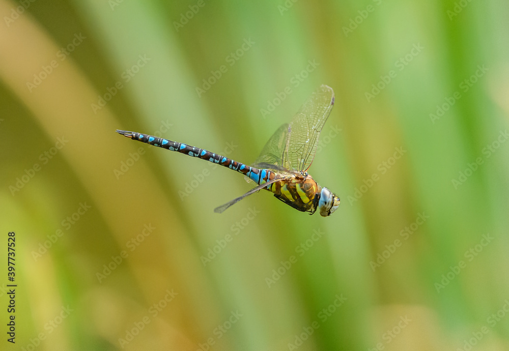 dragonfly migrant hawker (Aeshna mixta) in flight dragonfly migrant hawker (Aeshna mixta) in flight