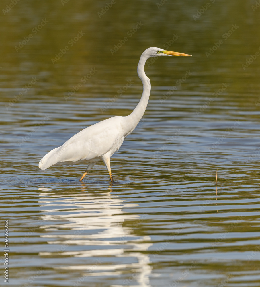 great egret (Ardea alba) alias common, large or great white egret or heron wading in pond great egret (Ardea alba) alias common, large or great white egret or heron wading in pond