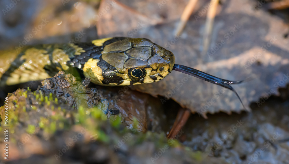 grass snake (Natrix natrix) also called ringed or water snake head detail with tongue out grass snake (Natrix natrix) also called ringed or water snake head detail with tongue out