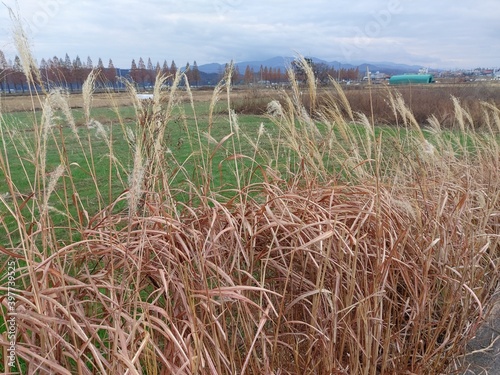 reeds in the field