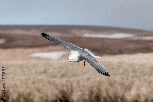 Red-legged Kittiwake (Rissa brevirostris) at colony in St. George Island, Pribilof Islands, Alaska, USA photo