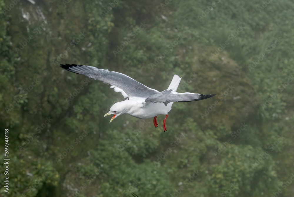 Obraz premium Red-legged Kittiwake (Rissa brevirostris) at colony in St. George Island, Pribilof Islands, Alaska, USA
